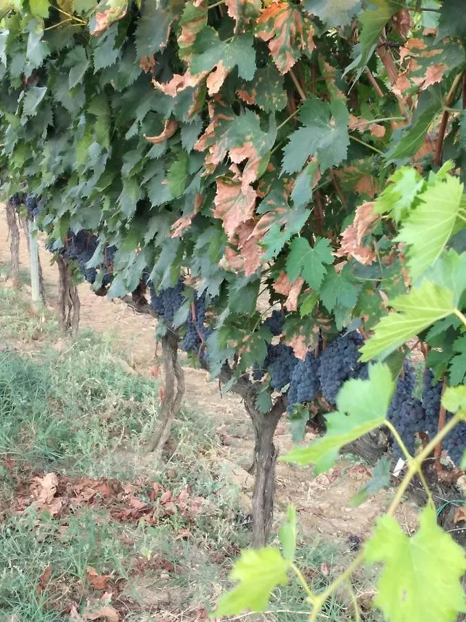 Farm stay Agriturismo I Due Pini Magliano in Toscana